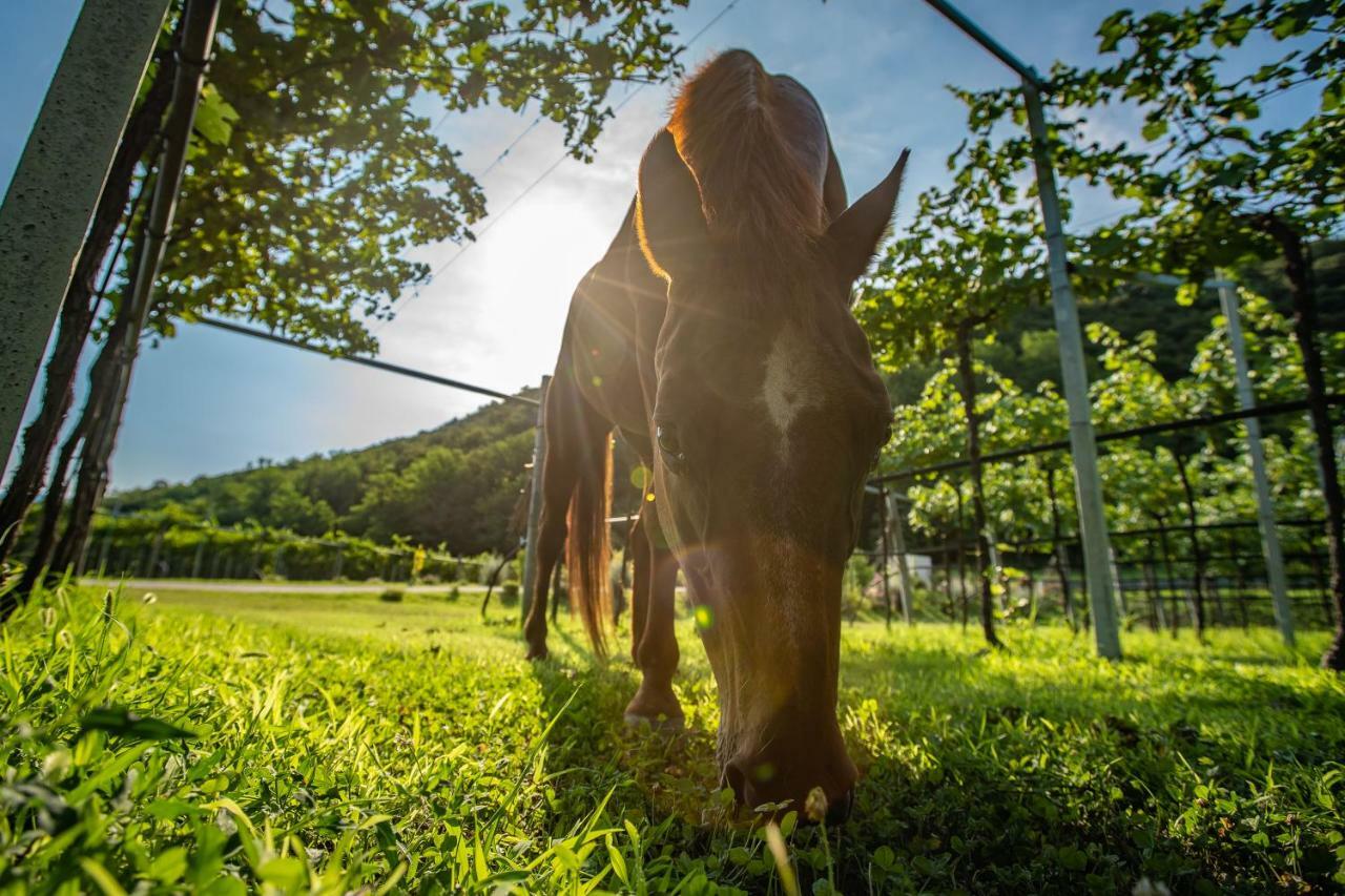 Agriturismo La Pertica コステロマーノ エクステリア 写真